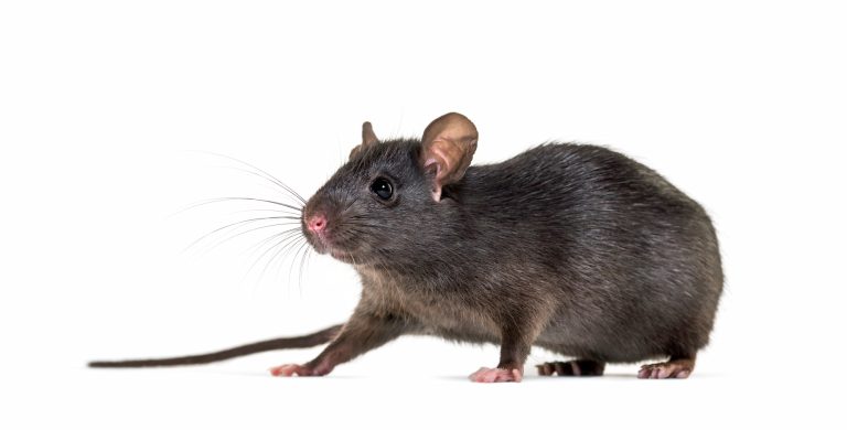 zwarte rat bestrijden